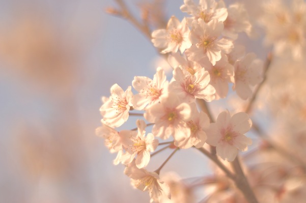 桜